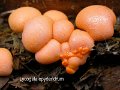 Lycogala epidendrum-amf1251-1